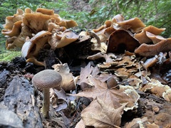Amanita velosa