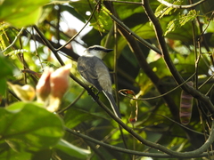 Pericrocotus divaricatus