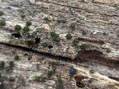 Berkleasmium conglobatum