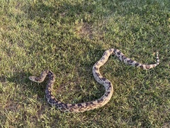 Pituophis melanoleucus melanoleucus