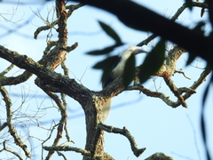 Berenicornis comatus