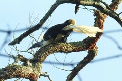 Berenicornis comatus