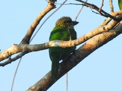 Psilopogon faiostrictus