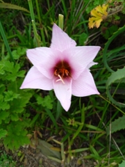 Zephyranthes robusta
