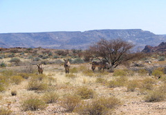 Equus zebra hartmannae