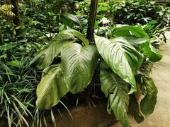 Tacca integrifolia