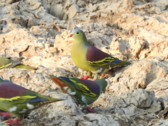 Treron curvirostra