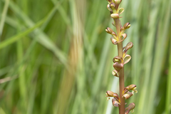 Satyrium parviflorum