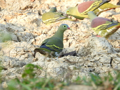 Treron curvirostra