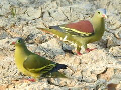Treron curvirostra
