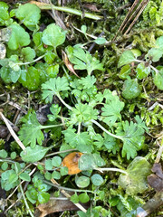 Alchemilla australis