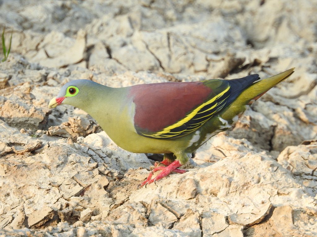 Thick-billed Green-Pigeon photo