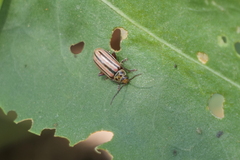 Disonycha bicarinata