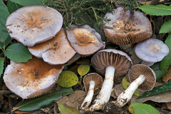 Cortinarius dryosalor
