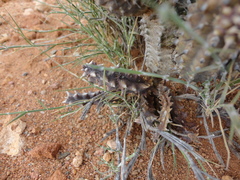 Quaqua mammillaris