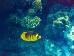 Chaetodon fasciatus