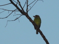 Psilopogon duvaucelii