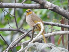 Pycnonotus finlaysoni