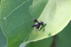 Ocyptamus dimidiatus