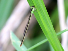 Agriocnemis falcifera