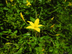 Chrysojasminum humile