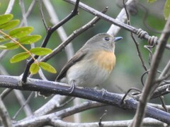 Cyornis