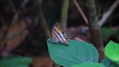 Cissia pseudoconfusa