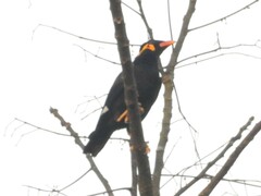 Gracula religiosa