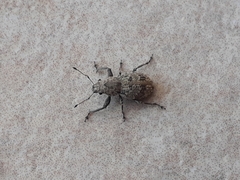 Pantomorus postfasciatus