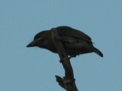 Psilopogon duvaucelii