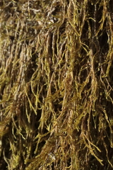 Pterigynandrum filiforme