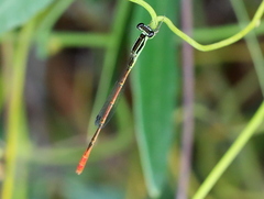 Agriocnemis falcifera