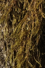 Pterigynandrum filiforme