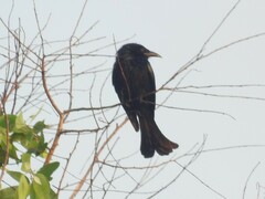 Dicrurus hottentottus