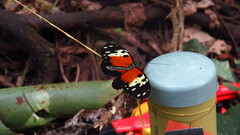Heliconius hecale melicerta