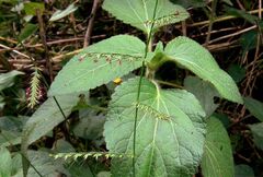 Oplismenus compositus