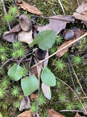 Micranthes virginiensis