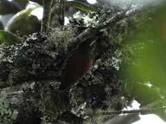 Margarornis squamiger