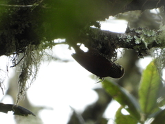 Margarornis squamiger