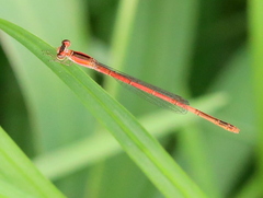 Agriocnemis falcifera