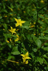 Chrysojasminum humile