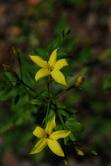 Chrysojasminum humile