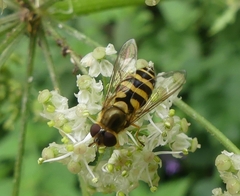 Syrphus