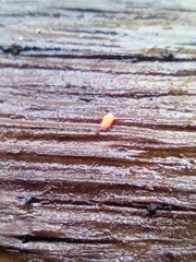 Bilobella braunerae