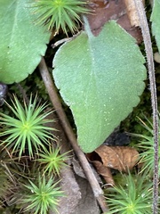Micranthes virginiensis