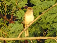 Pycnonotus conradi