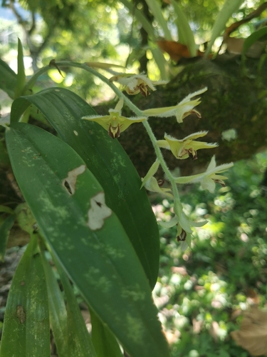 Dendrolirium lasiopetalum, photograph 4