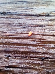 Bilobella braunerae