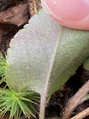 Micranthes virginiensis