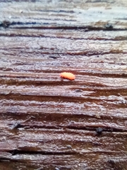 Bilobella braunerae